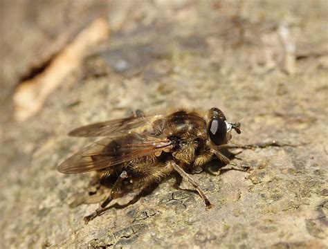 Chalcosyrphus Eunotus Olympus Digital Camera Flickr