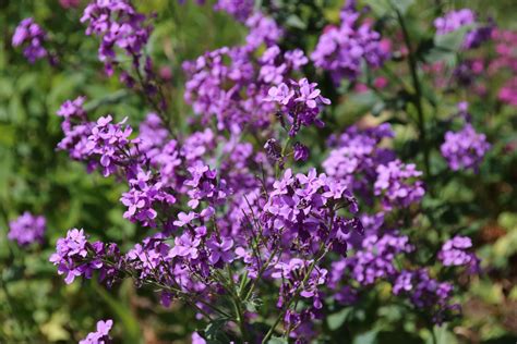 Hesperis Matronalis Nachtviole Ca 500 Korn Imker Josef