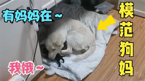 小奶狗落单，饿得哇哇叫，田园犬小白的操作堪称模范！ Youtube