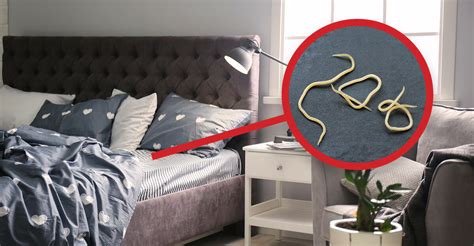 What Causes Bed Worms? - Dodson Pest Control