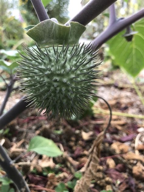 Sacred Datura From Nw Market St Seattle Wa Us On September