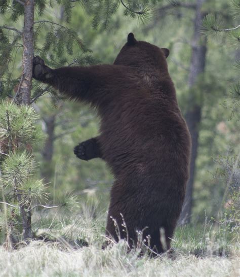 Black Bear Nature Wildlife Free Photo On Pixabay Pixabay