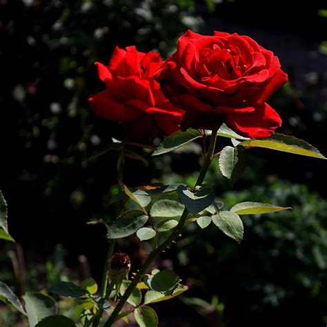 Beautiful Flower Red Roses Photos | Best Flower Site