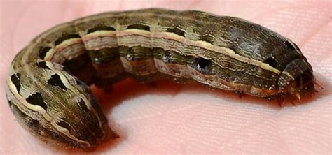 Striped Caterpillar Spodoptera Bugguide