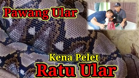 Detik Detik Pawang Ular Di Cium Ular Youtube