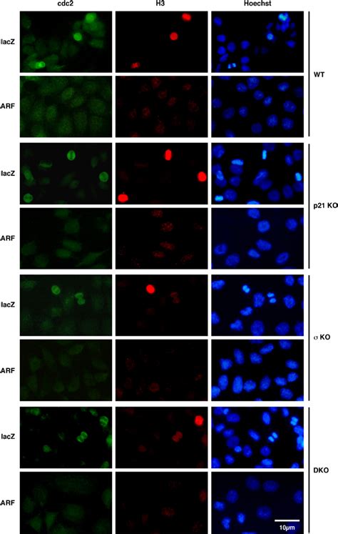 Expression Of P14ARF Abrogates Nuclear Localization Of Cdc2 HCT116