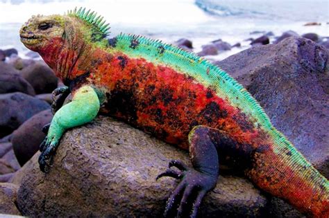 Морские игуаны: Свободны, как в воде, так и на суше - Zoo - Планета Земля