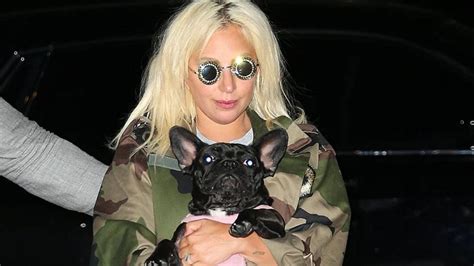 El Atacante Que Robó Dos Perros De Lady Gaga Fue Sentenciado A 21 Años De Prisión