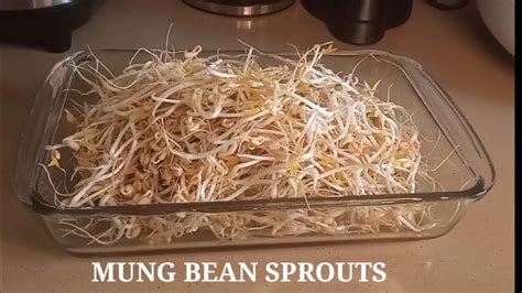 From Mung Beans To Mung Bean Sprouts In Just 3 Days Youtube