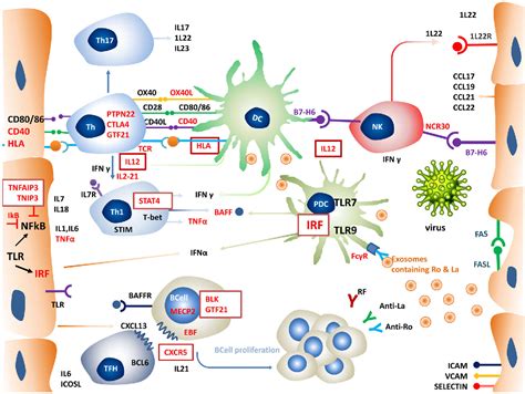 Figure 1 From Update On Pathogenesis Of Sjogrens Syndrome Semantic