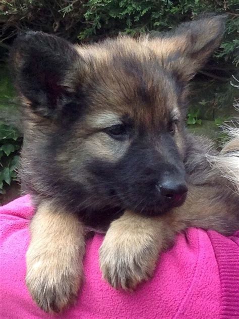 German Shepherd Puppies For Sale In Stockton On Tees County Durham