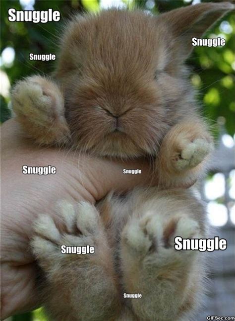 Quotes Funny Cute Rabbit Quotesgram