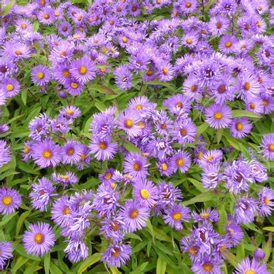 Herfstaster Aster Novae Angliae Barr S Blue