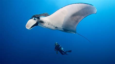 Manta Ray Vs Stingray