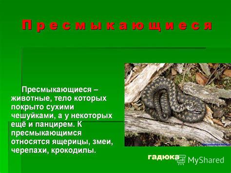 Презентация на тему: "гребенчатый тритон Продолжительность жизни ...