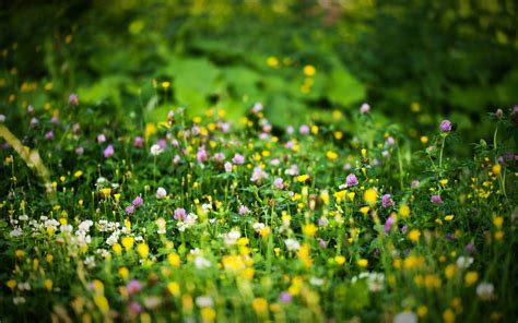 Grass And Flowers Wallpapers Top Free Grass And Flowers Backgrounds Wallpaperaccess