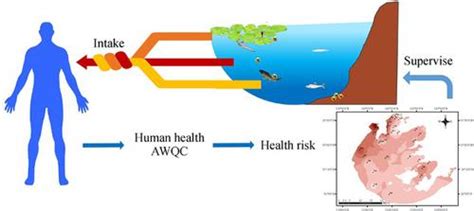 太湖13种重金属人体健康环境水质标准及健康风险评估 Frontiers of Environmental Science