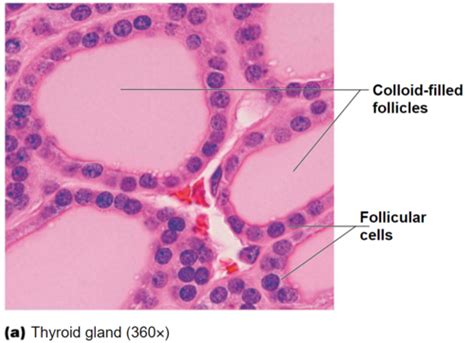 Histology Flashcards Quizlet