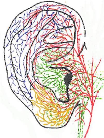 Anatomical Basis For Auricular Vagus Nerve Stimulation — Neuro X Lab