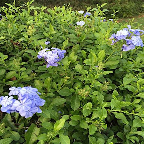 Gal Imperial Blue Plumbago Shrub With Blue Flowers Pib G The