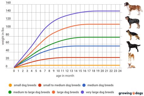 Lab Growth Chart When Do Lab Puppies Stop Growing Growing Dogs