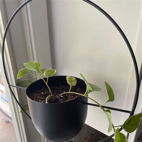 Propagating Your Variegated Vinca Vine: Step-by-Step Guide