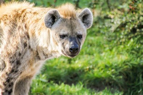 Premium Photo Close Up Portrait Of Hyena On Grass