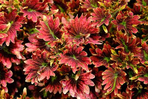 Coleus Scutellarioides Miana O Coleus Es Una Especie De Planta