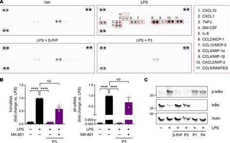 Jci Insight An Lrp Binding Motif In Cellular Prion Protein