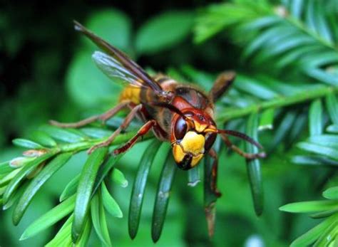 Top 14 Des Insectes Les Plus Dangereux Et Mortels Du Monde Fast Way