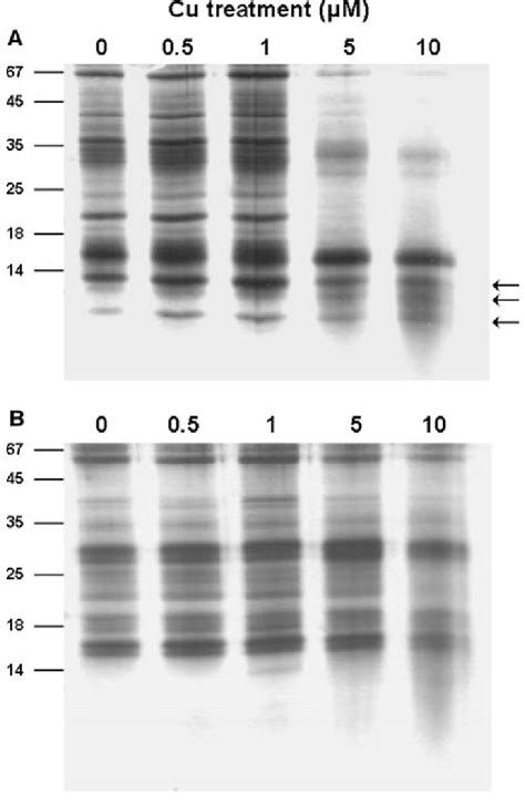 Sds Page Of Total Soluble Protein Fraction A And Membrane Fraction