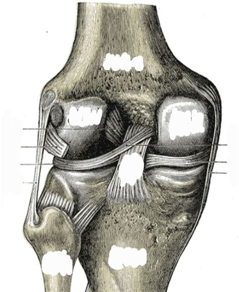 Knee Diagram Quizlet