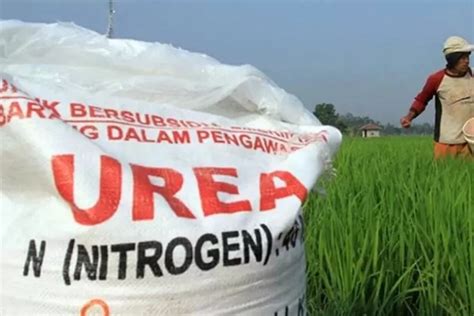 Kuota Pupuk Bersubsidi Di Sampang Tahun Turun Drastis Petani