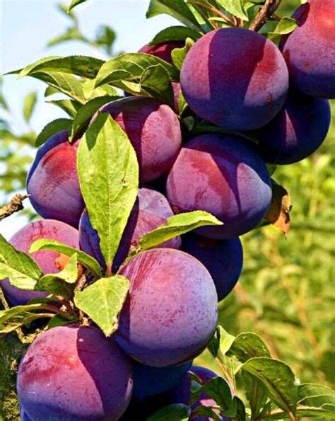 Slyvos Abrikoso Hibridas ‘plumcot Abrikosai Nektarinai Vaismedžių