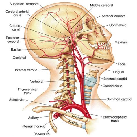 Arteries Of The Head And Neck Diagram Quizlet