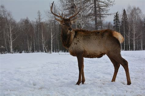 Марал. / Благородные олени ,маралы, очень прекрасные животные