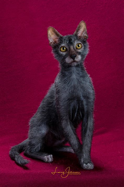 Our Lykoi | Lykoi Kitten