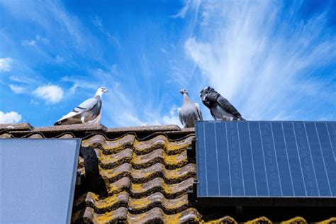 5 Easy Ways Of Bird Proofing Solar Panels Energy Theory