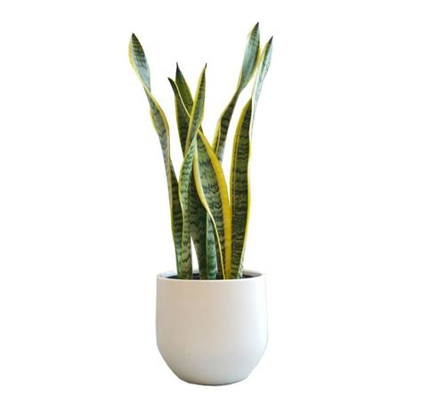 Classic Snake Plant In White Pot Chic Plantandpotnz