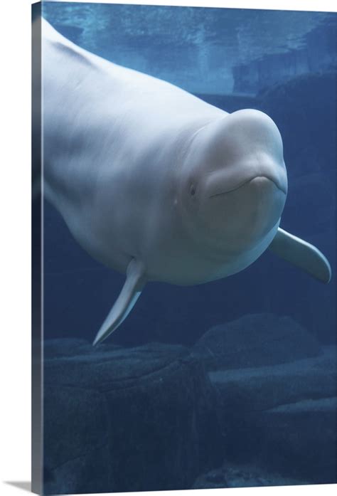 Beluga Whale Delphinapterus Leucas In Aquarium Captive Wall Art