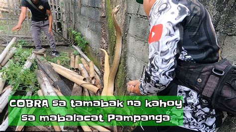 Cobra Sa Tambak Na Mga Kahoy Sa Mabalacat Pampanga YouTube