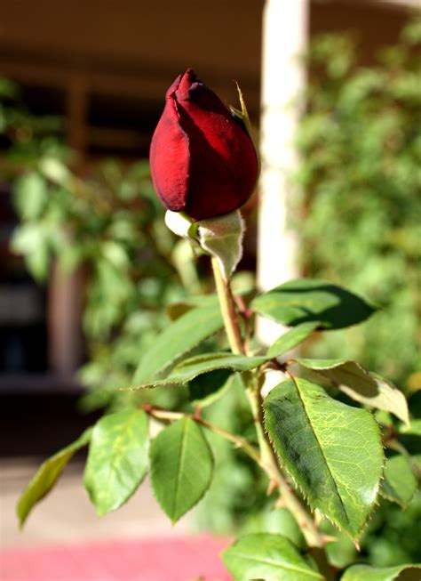 Red Rosebud – Photos Public Domain