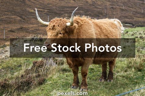 Wildlife Scotland Photos, Download The BEST Free Wildlife Scotland Stock Photos & HD Images