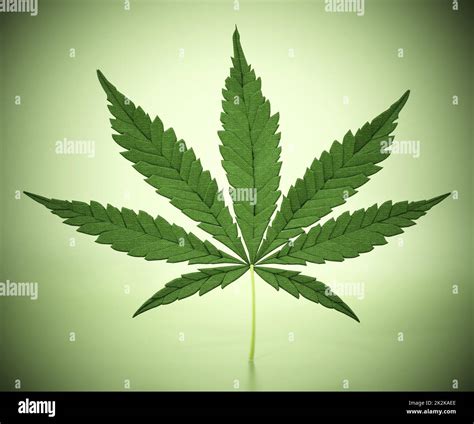 Cannabis Plant Illustration Fotos Und Bildmaterial In Hoher Auflösung