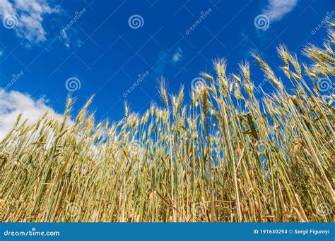 A Wheat Field Fresh Crop Of Wheat Stock Photo Image Of Food