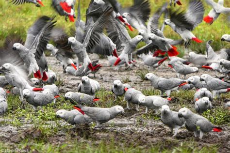 African grey parrots in traditional medicine - Africa Geographic