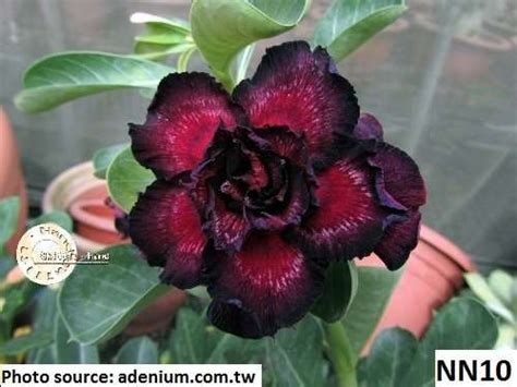 Adenium Obesum Red W Black Edges Double Petal Desert Rose Sabi