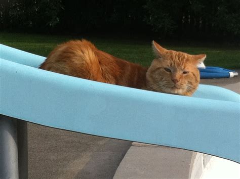 Rusty on the pool slide!! Our Life, Pool Slides, Rusty, Cats, Gatos, Cat, Kitty, Kitty Cats