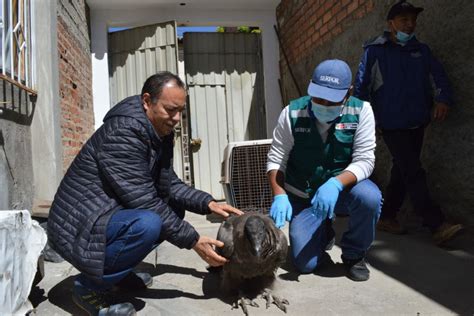 Áncash rescatan a polluelo de cóndor andino en estado de desnutrición