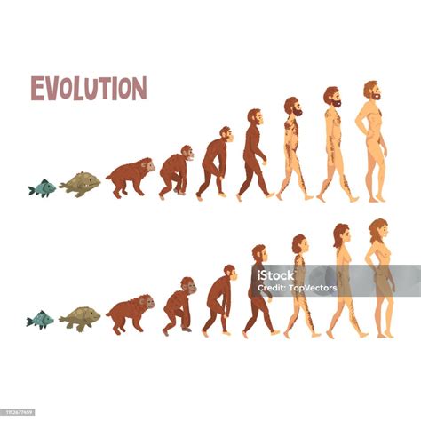 Biology Human Evolution Stages Evolutionary Process Of Man And Woman Vector Illustration Stock